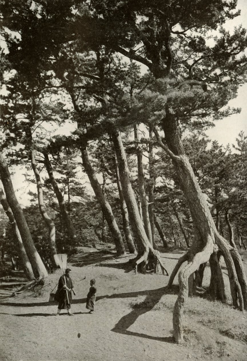 Shizu-Ura'nın Çamları, 1910. by Herbert Ponting