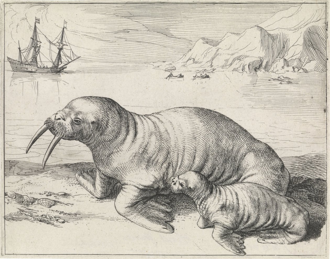 Spitsbergen yakınlarındaki Mors by Hessel Gerritsz