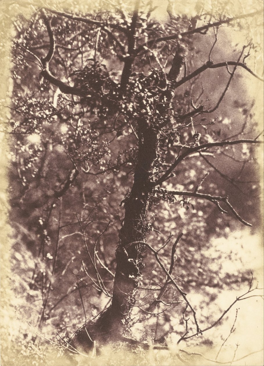 Sarmaşık kaplı tree_at Colinton by Hill and Adamson