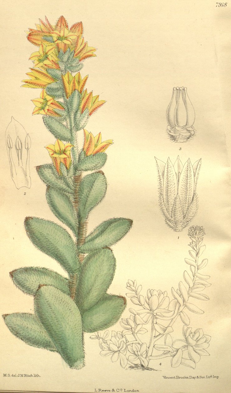 Echeveria pulvinata, Cotyledon pulvinata olarak by Hooker f.
