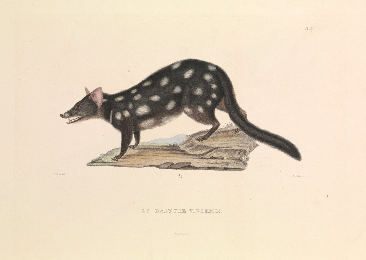  by Hyacinthe Yves Philippe (1781 1846) Potentien