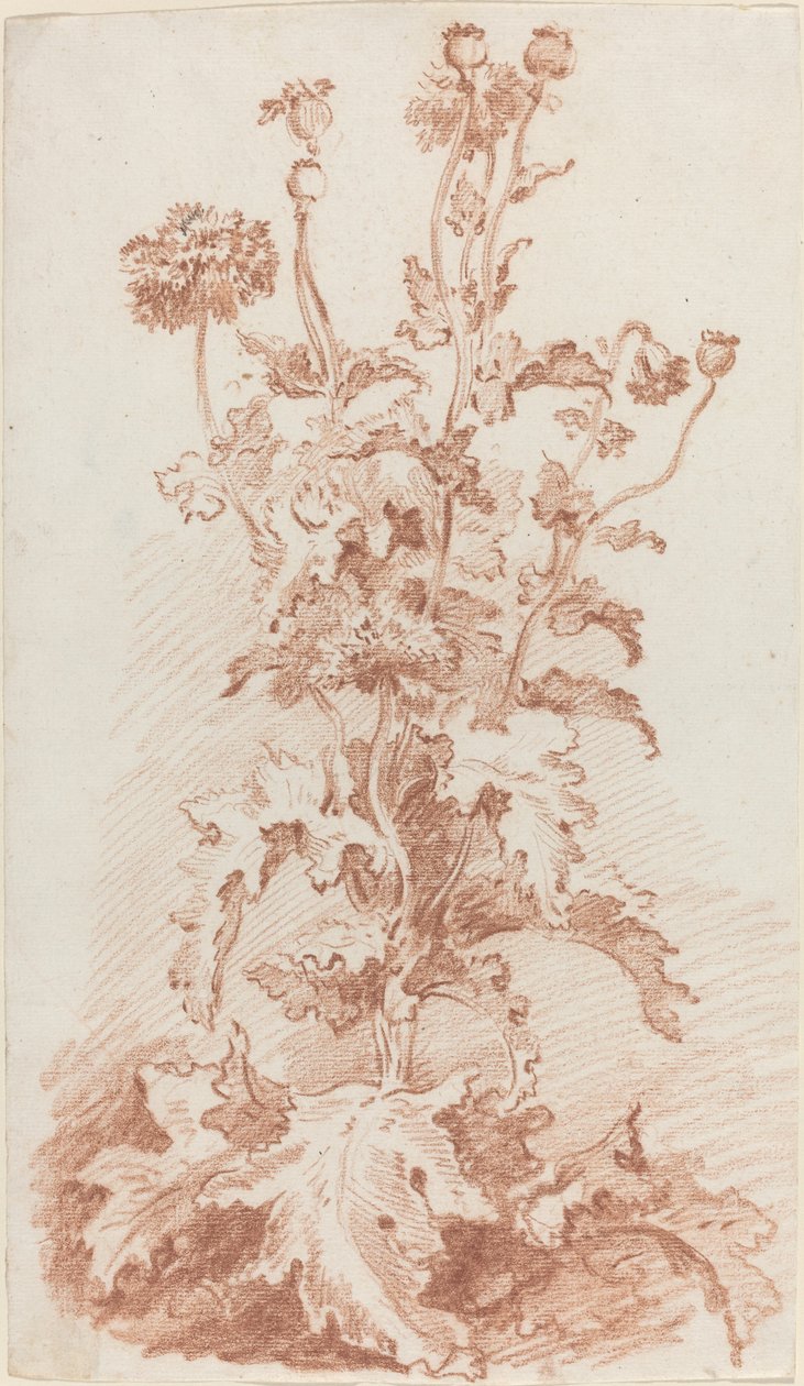 Tohum Kapsüllü Haşhaşlar by I Jean Baptiste Hüet