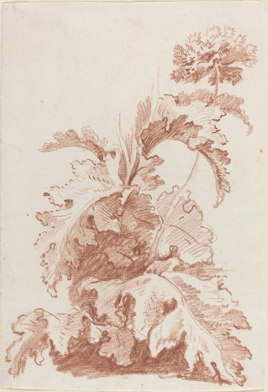 çiçek açan haşhaş by I Jean Baptiste Hüet