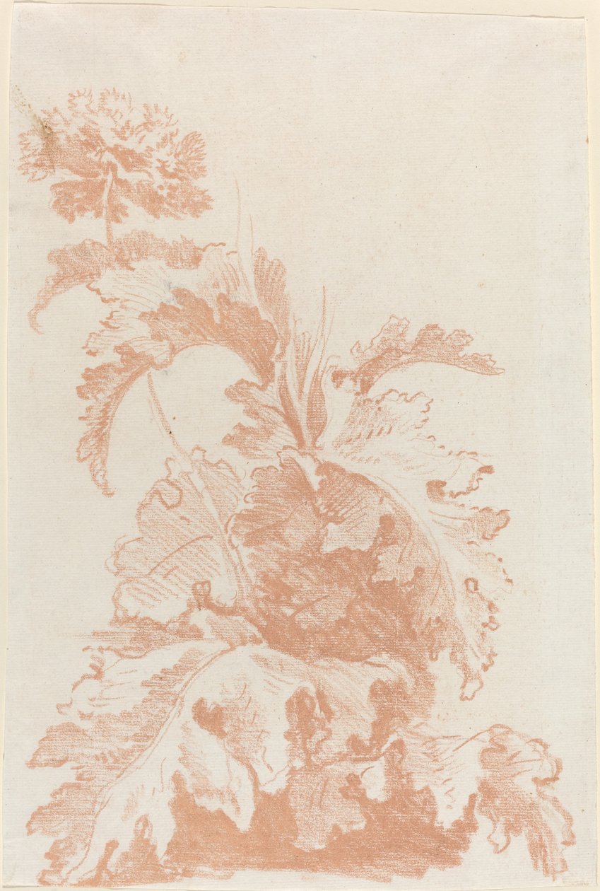 çiçek açan haşhaş by I Jean Baptiste Hüet
