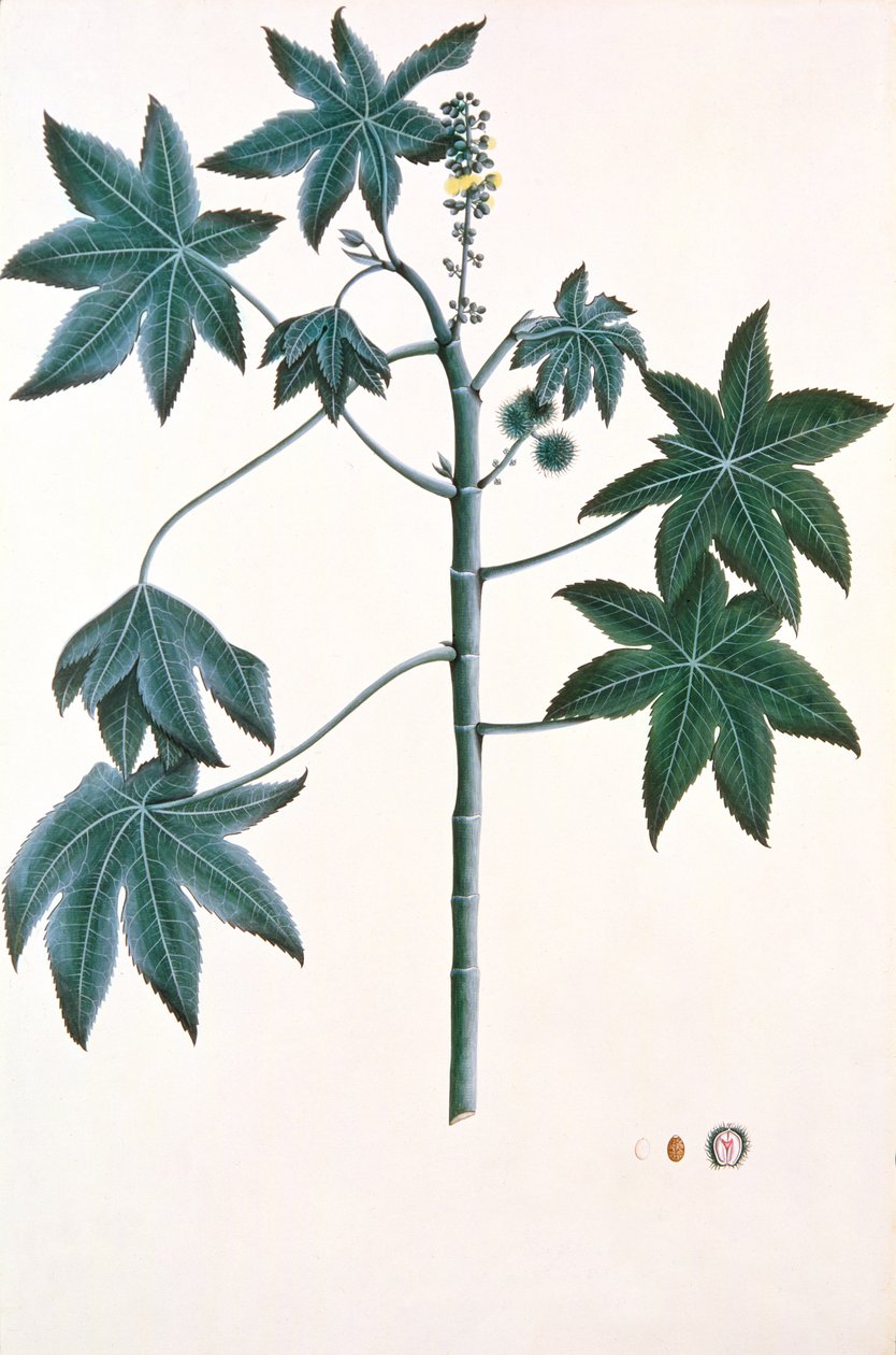Hint yağı fabrikası, c.1801-4 (kağıt üzerine guaj ve mürekkep) by Indian School