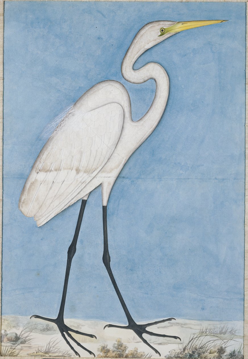 Büyük Ak balıkçıl, Lucknow, c.1790 by Indian School