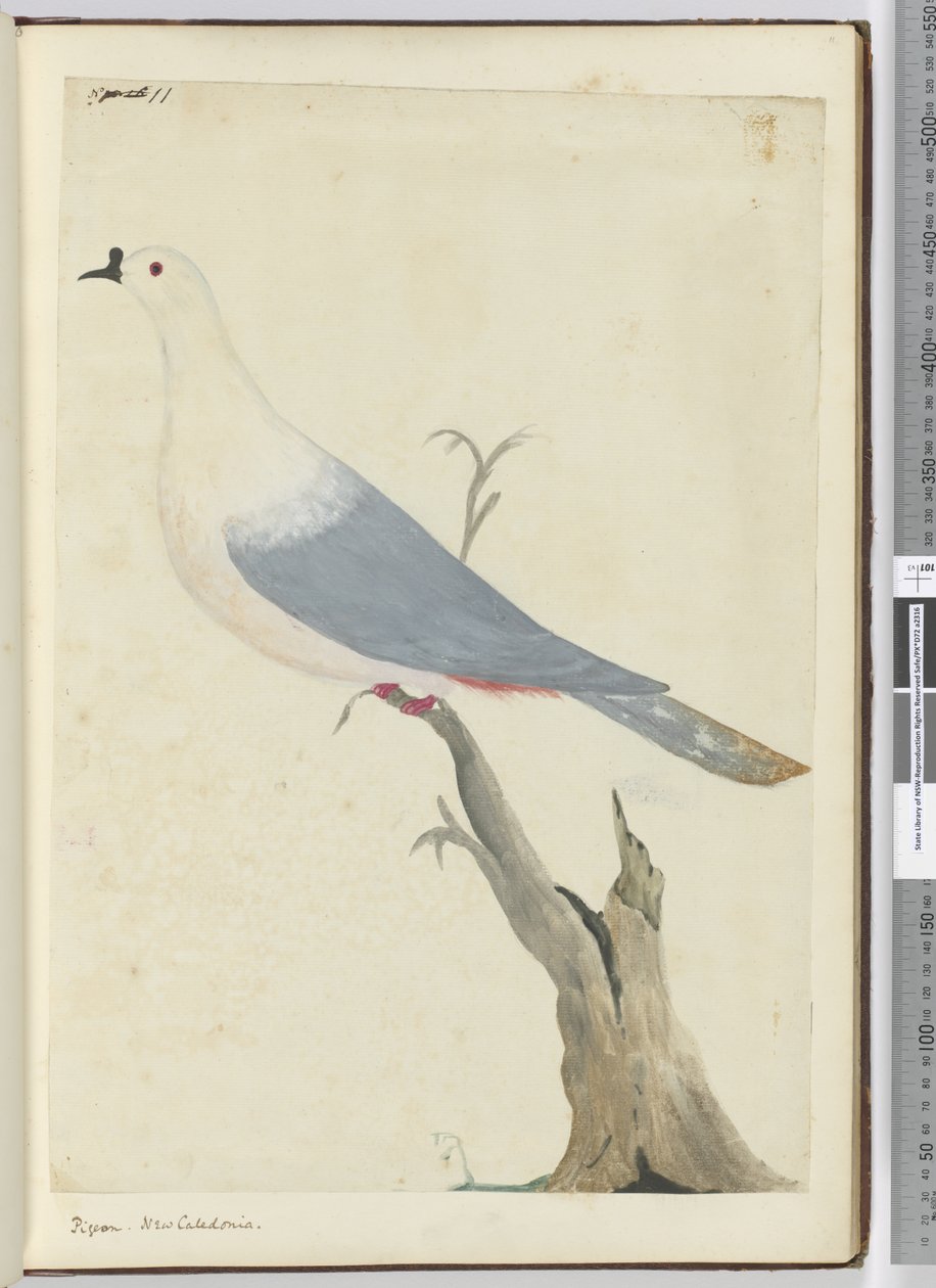 F.11 Güvercin. Yeni Kaledonya, 1772-75 (wc) by Isaac Smith