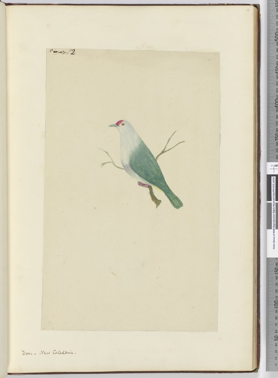 F.12 Güvercin. Yeni Kaledonya, 1772-75 (wc) by Isaac Smith