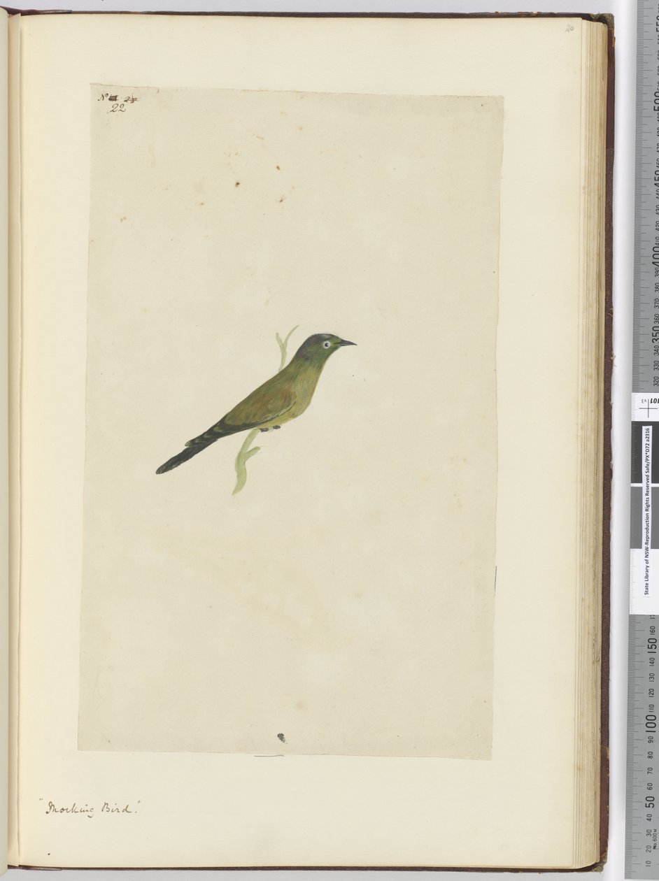 F.22 Alaycı kuş, 1772-75 (wc) by Isaac Smith