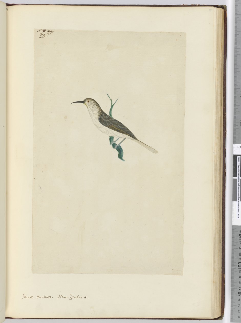 F.23 Küçük guguk kuşu. Yeni Zelanda, 1772-75 (wc) by Isaac Smith
