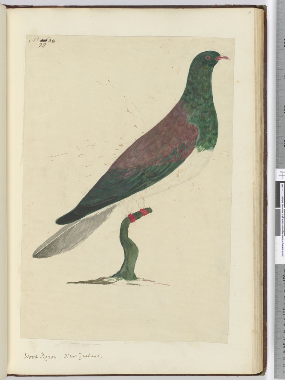 F.26 Tahta güvercini. Yeni Zelanda, 1772-75 (wc) by Isaac Smith