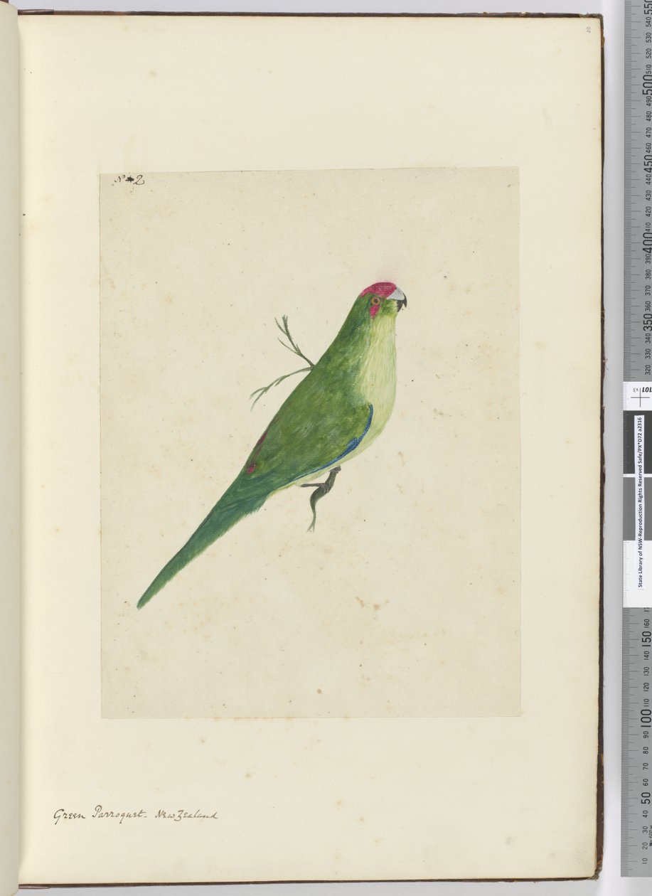 F.2 Yeşil papağan. Yeni Zelanda, 1772-75 (wc) by Isaac Smith