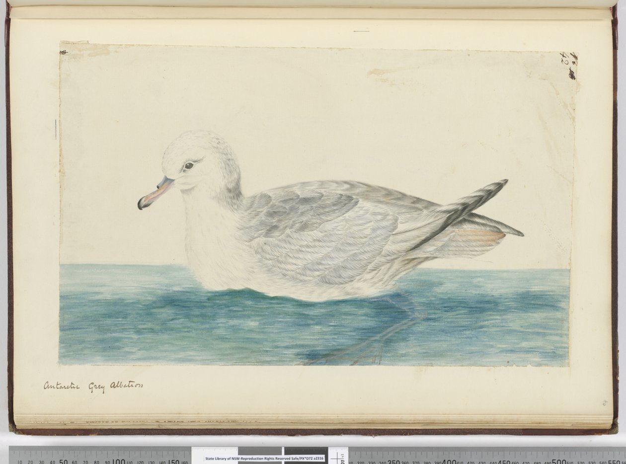 F.42 Antarktika gri albatros, 1772-75 (wc) by Isaac Smith