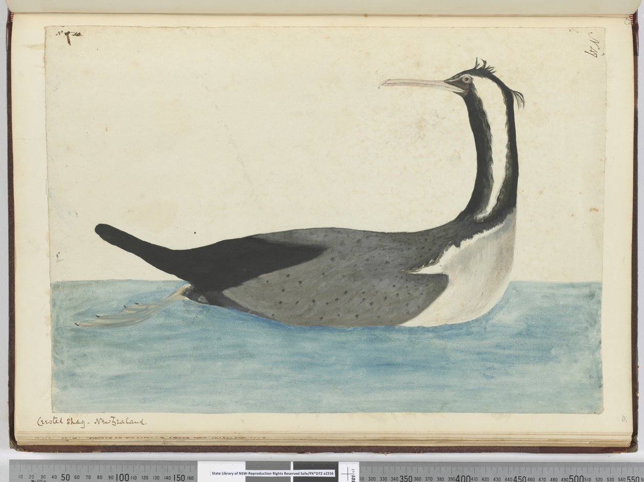 F.47 Tepeli sevişme. Yeni Zelanda, 1772-75 (wc) by Isaac Smith