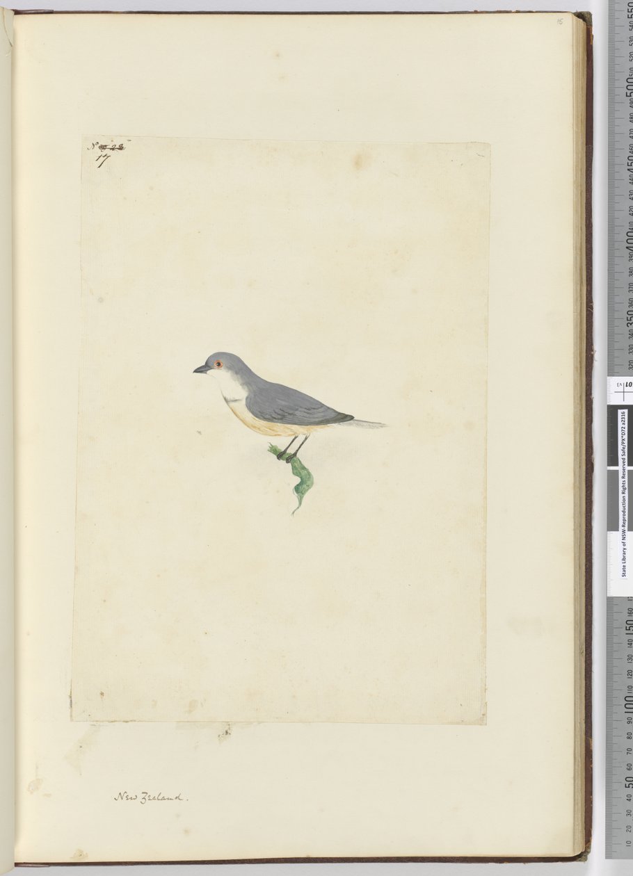 f.17 Tanımlanamayan Yeni Zelanda kuşu, 1772-75 (wc) by Isaac Smith