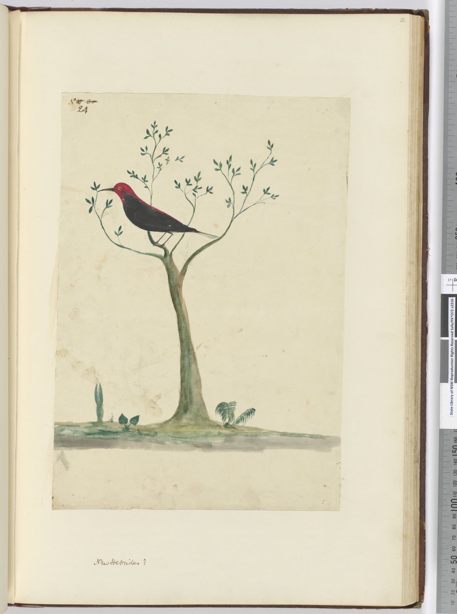 f.24 Yeni Hebridler ?, 1772-75 (wc) by Isaac Smith