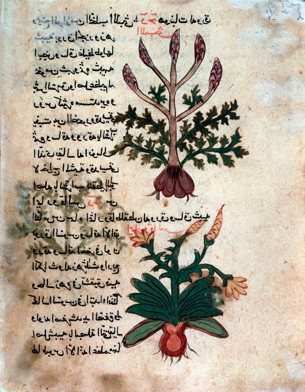 Tıbbi bir herbaryumdan bir sayfa (el yazması by Islamic School