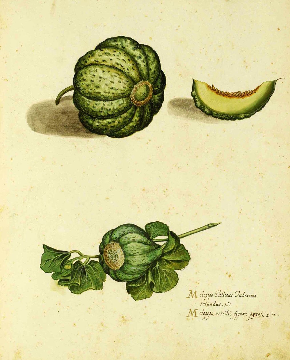 Piante Fiori Frutti'de yayınlanan Ulisse Aldrovandi (1522 - 1605) plakasına ait Heirloom Squash (el renkli gravür). by Italian School