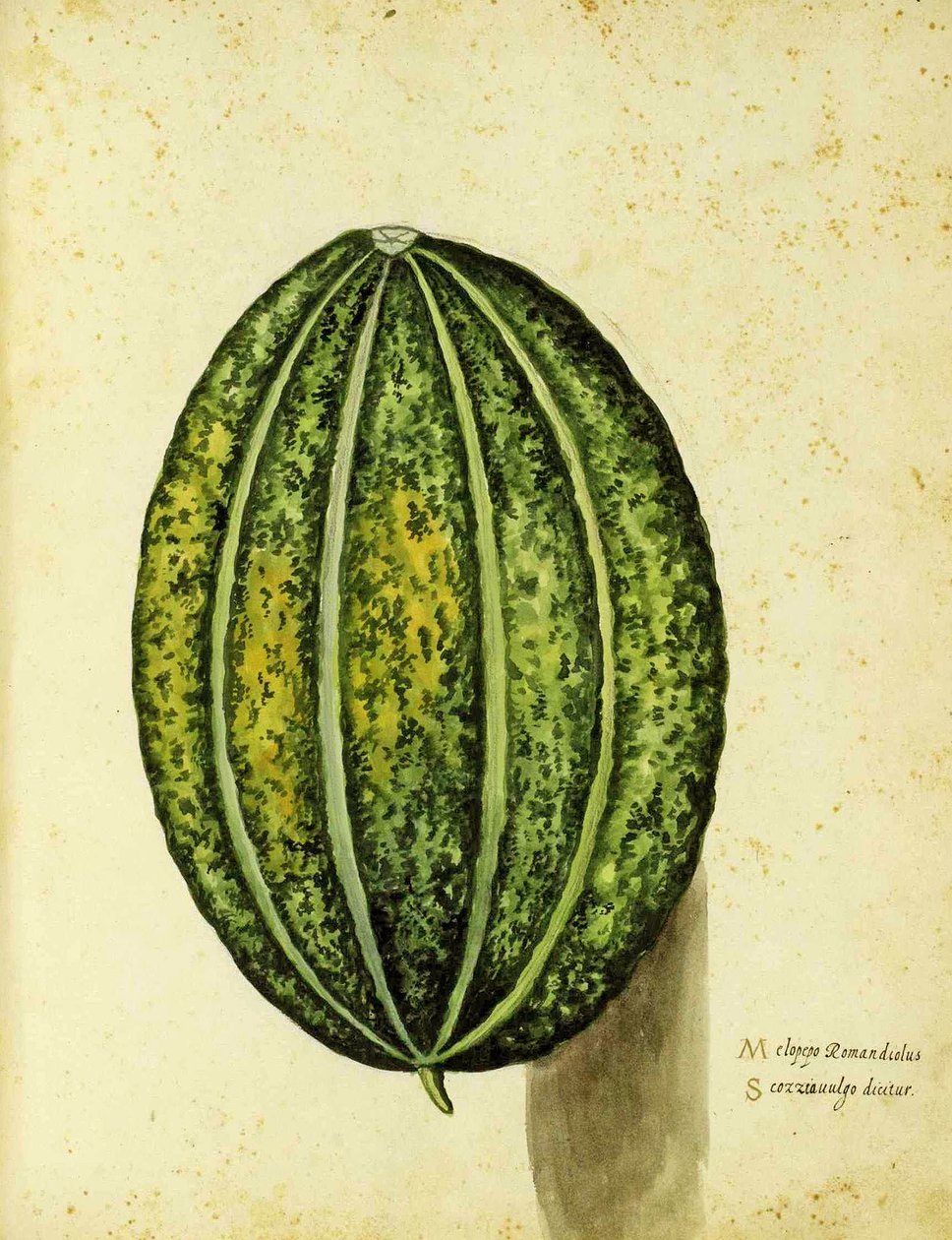 Piante Fiori Frutti'de yayınlanan Ulisse Aldrovandi (1522 - 1605) plakasına ait Heirloom Squash (el renkli gravür). by Italian School
