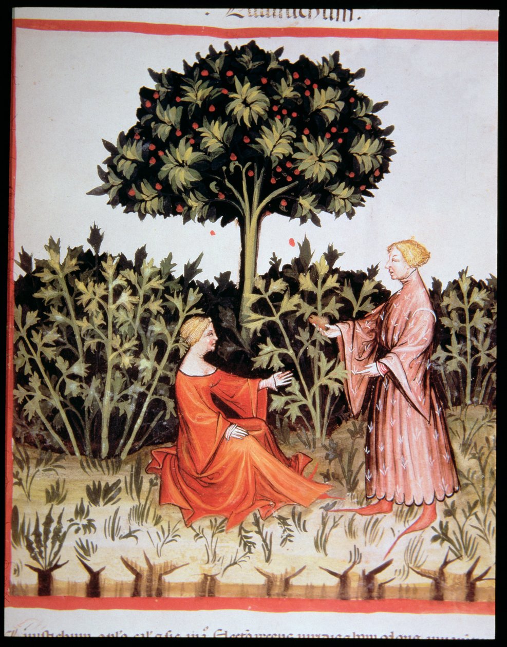 Nova 2644 fol. 36r Tacuinum Sanitatis Code Vindobonensis