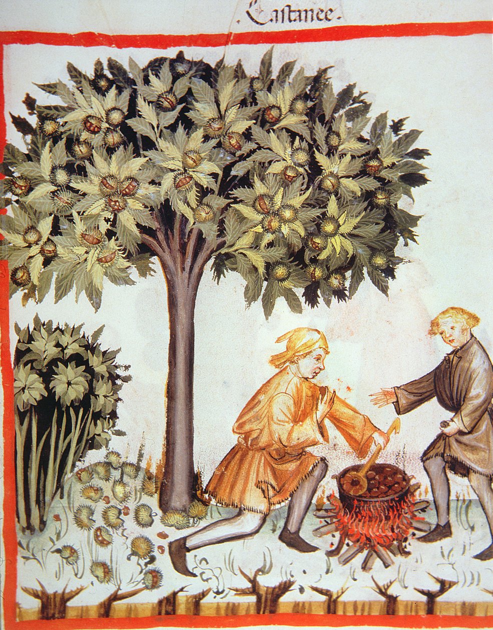 Nova 2644 fol.17r Kestane hasadı ve pişirme, Tacuinum Sanitatis Codex Vindobonensis