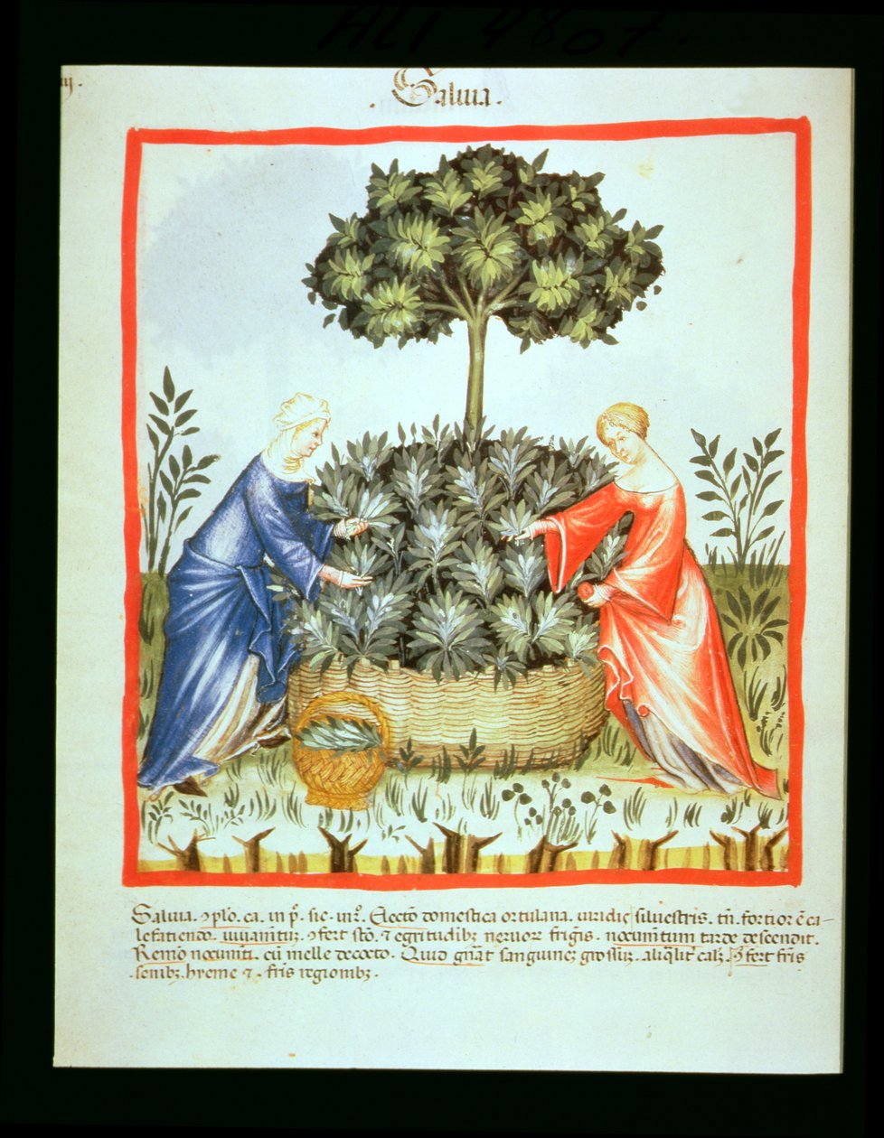 Nova 2644 fol.37v Adaçayı Kesme, Tacuinum Sanitatis