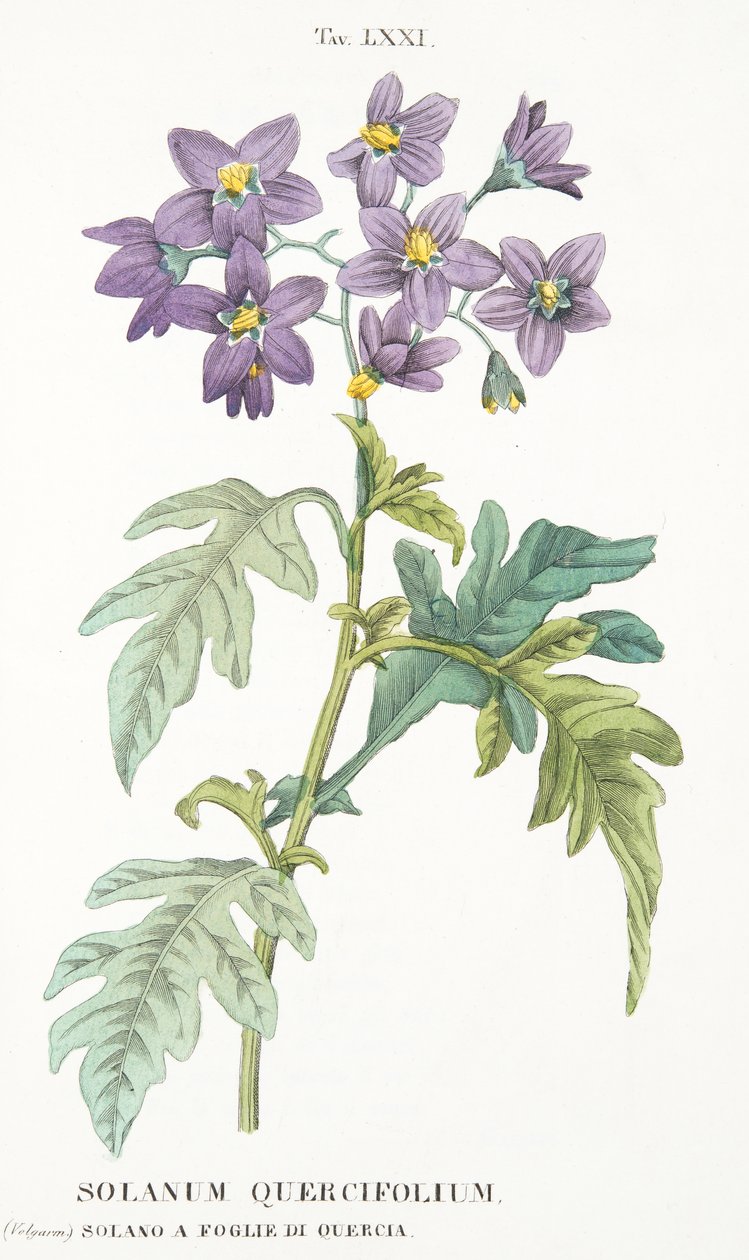 Solanum Quercifolium, Plate LXXI, from Antotrophy That is DeFiori Cultivation by Antonio Piccioli, pub. 1834 by Italian School