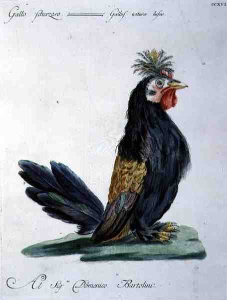 Horoz, c.1767-76 (el renkli gravür) by Italian School