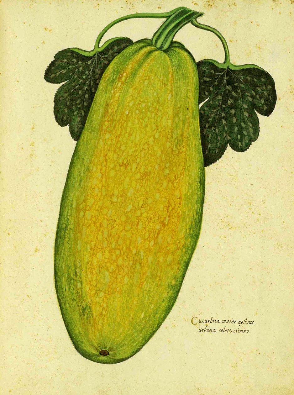Ulisse Aldrovandi tarafından Yadigarı Squash by Italian School