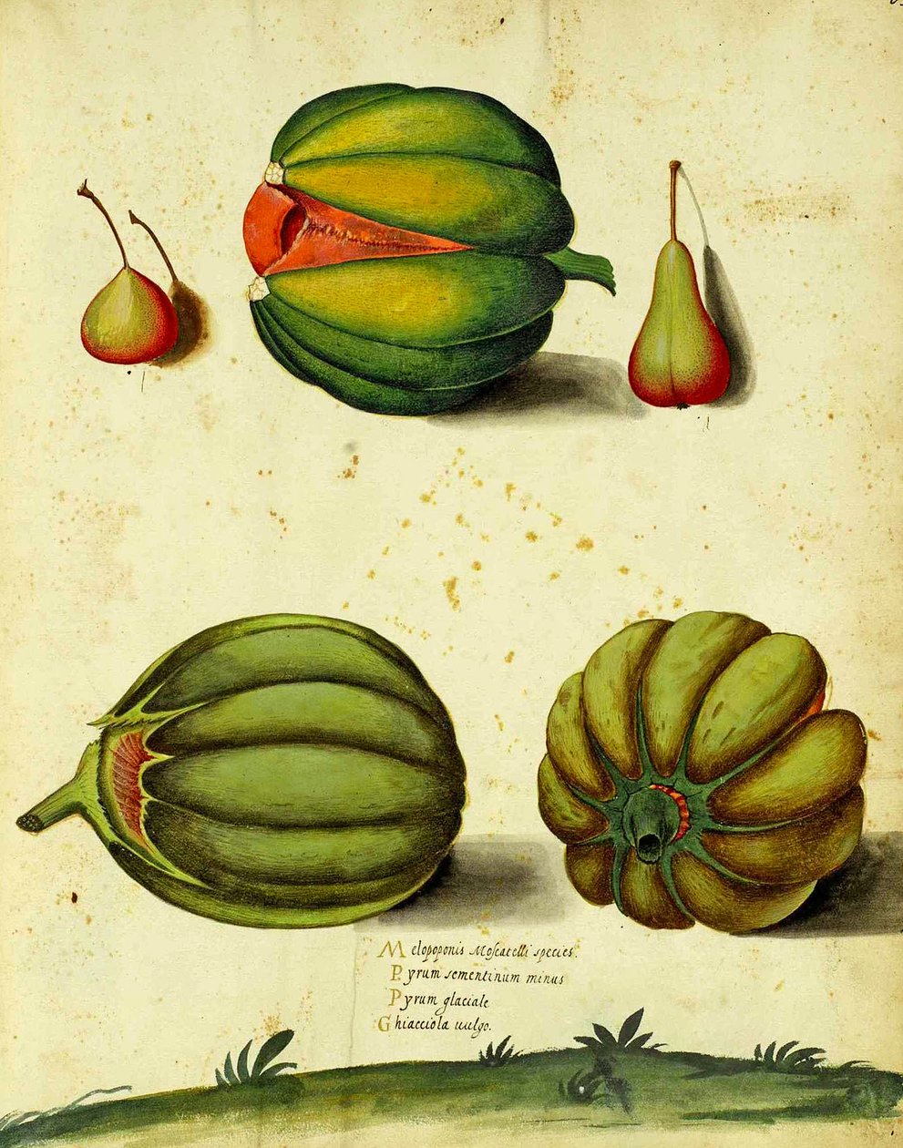 Ulisse Aldrovandi tarafından Yadigarı Squash by Italian School