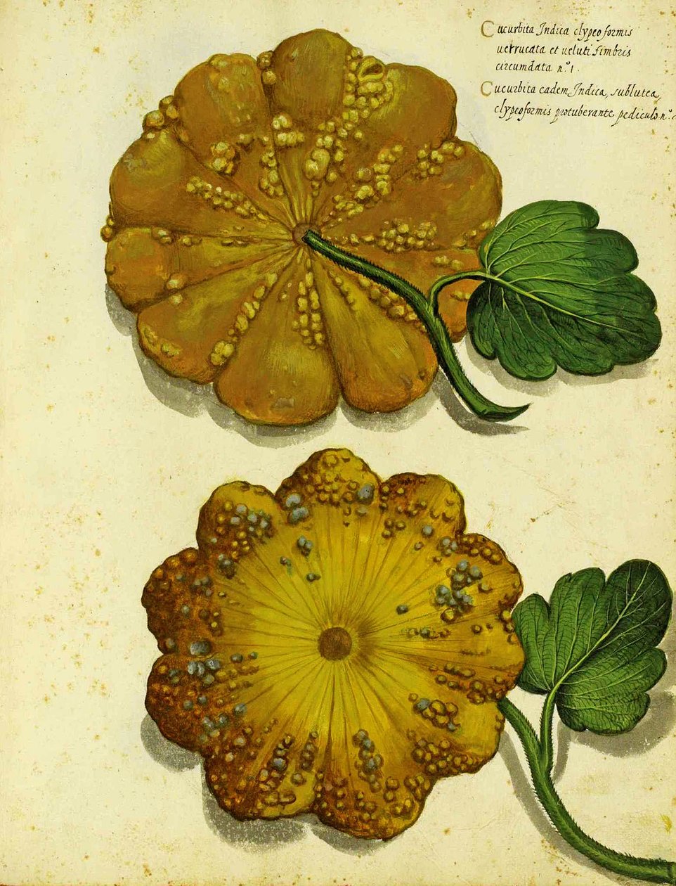Ulisse Aldrovandi tarafından Yadigarı Squash by Italian School