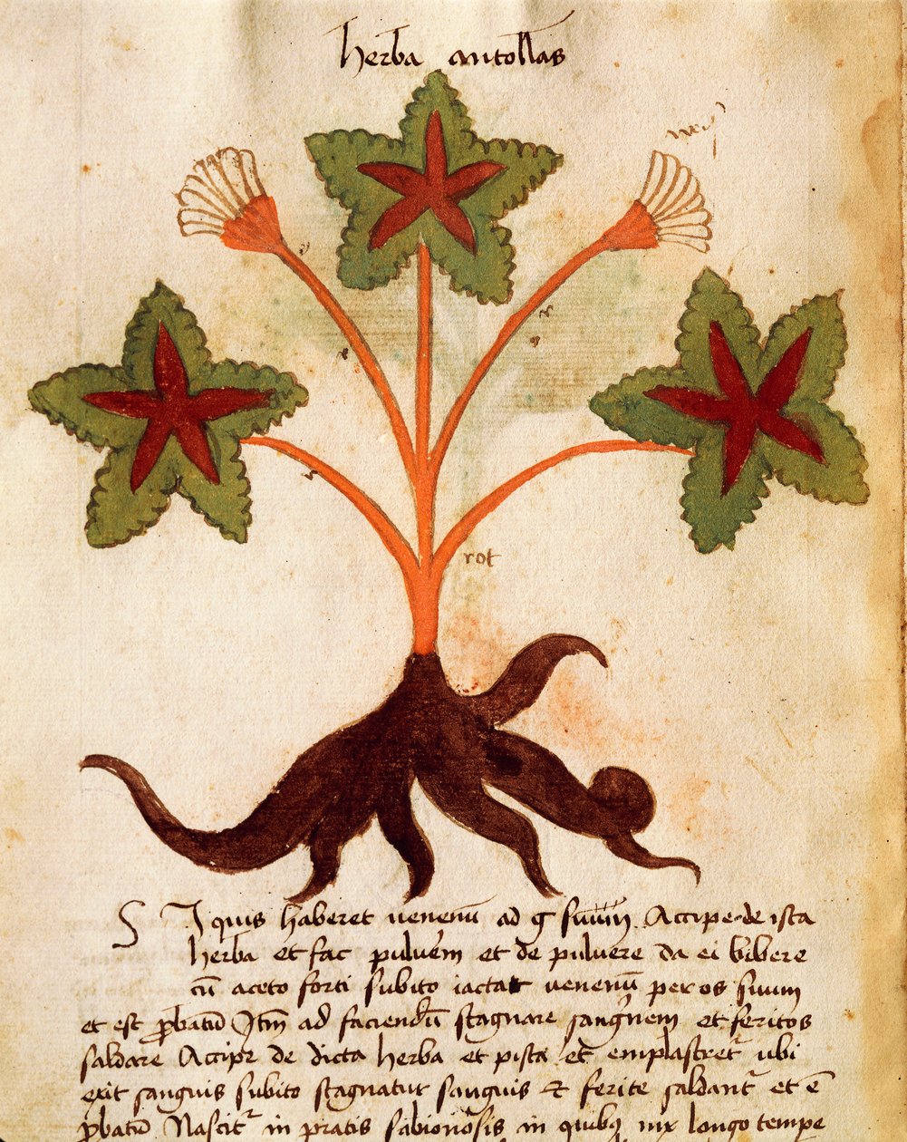 Herba Antolas by Italian School