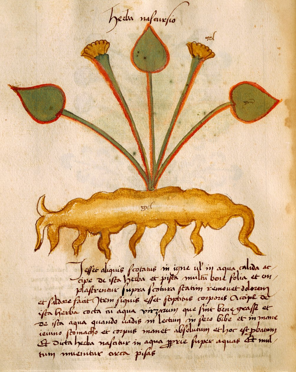 Orgione Rizzardo tarafından Herba Nasturzio by Italian School