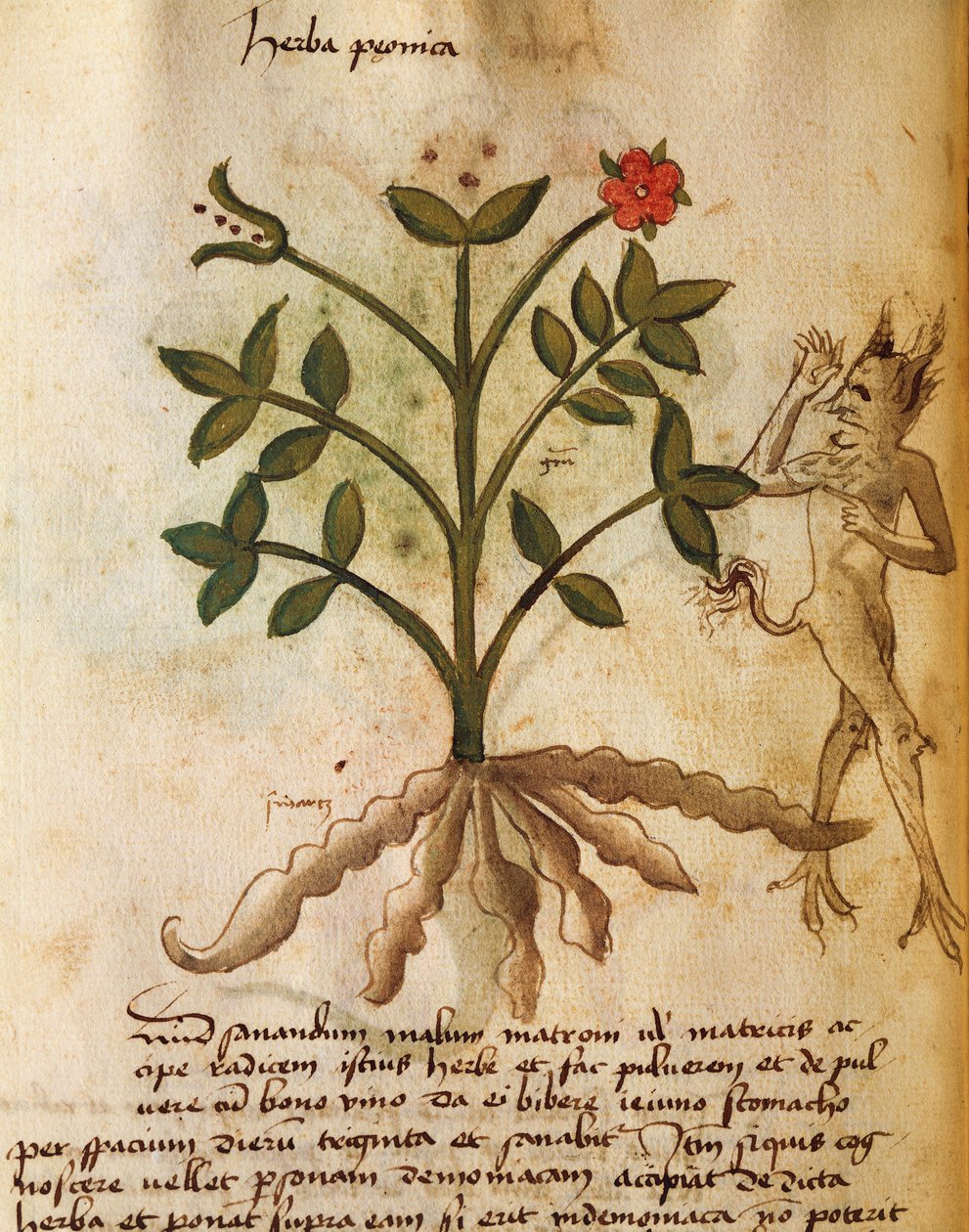 herba şakayık by Italian School