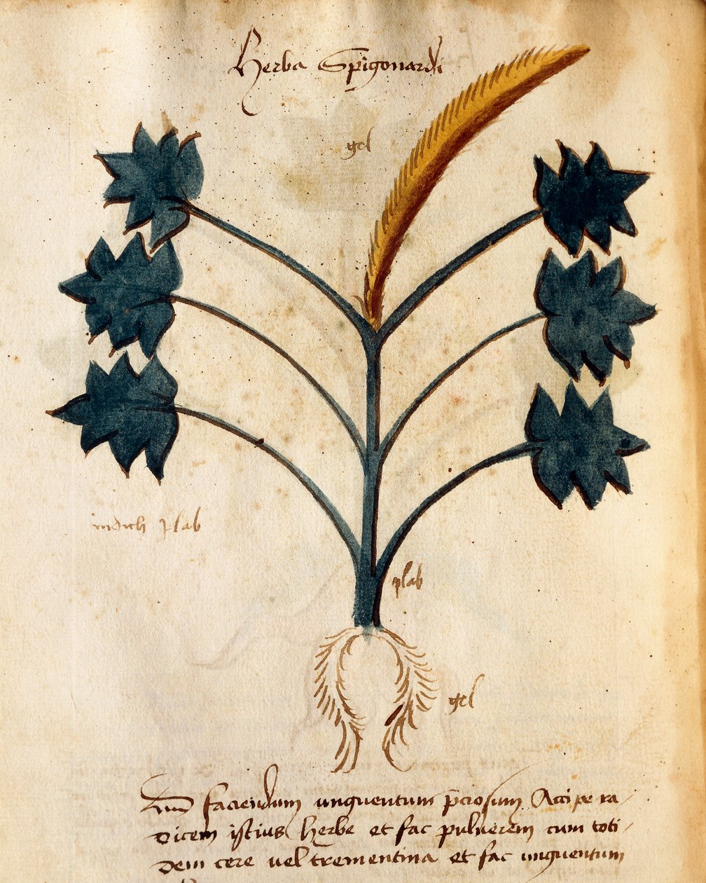 Orgione Rizzardo tarafından Herba Spigonardi by Italian School