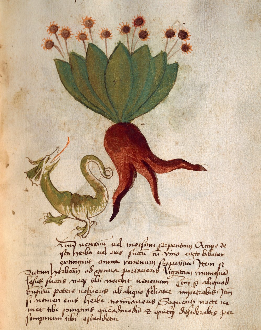 Herba Vermicularia by Italian School