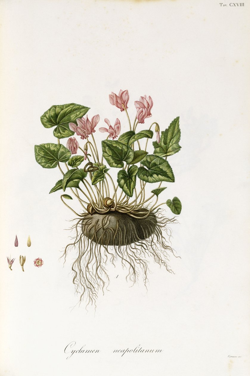 Sarmaşık yapraklı siklamen - Siklamen neapolitanum, 1811-1838 by Italian School