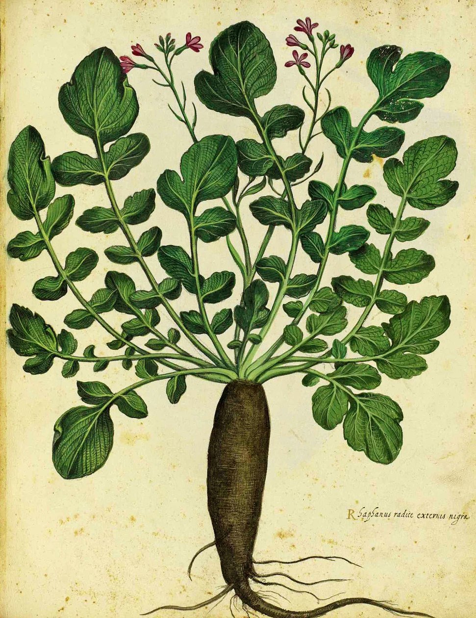 Ulisse Aldrovandi