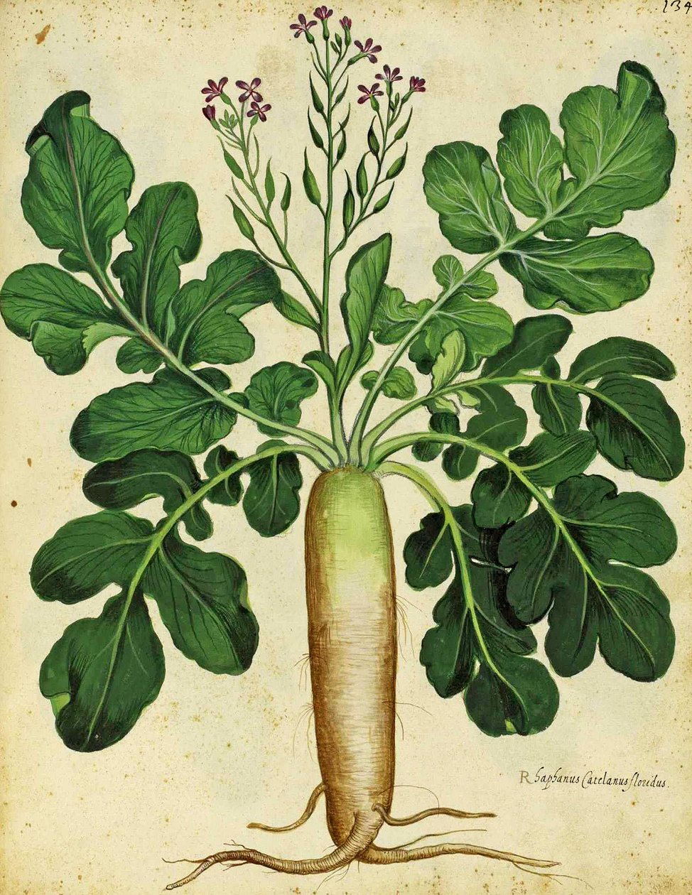 Ulisse Aldrovandi