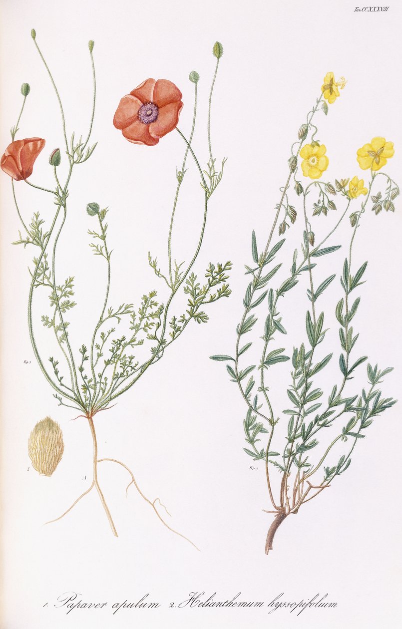 Papaver apulum ve Helianthemum hyssopifolum, 1811-1838 by Italian School