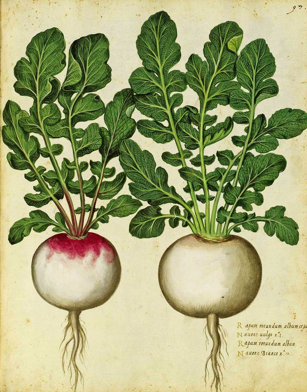 Ulisse Aldrovandi tarafından şalgam by Italian School