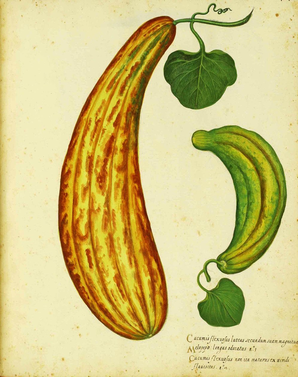 Ulisse Aldrovandi tarafından sarı Ermeni salatalık by Italian School
