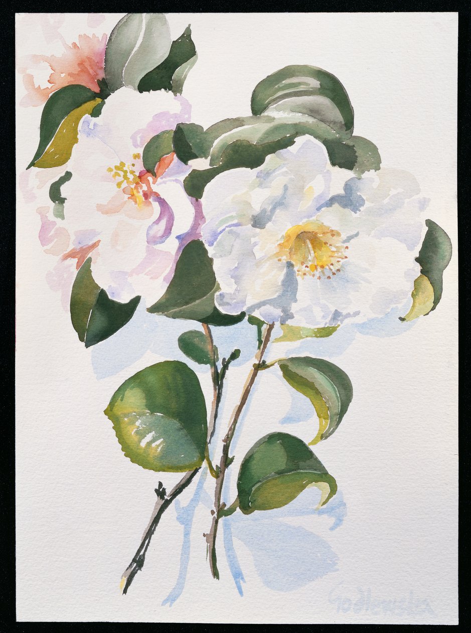 Camelia, 1998 (kağıt üzerinde wc) by Izabella Godlewska de Aranda