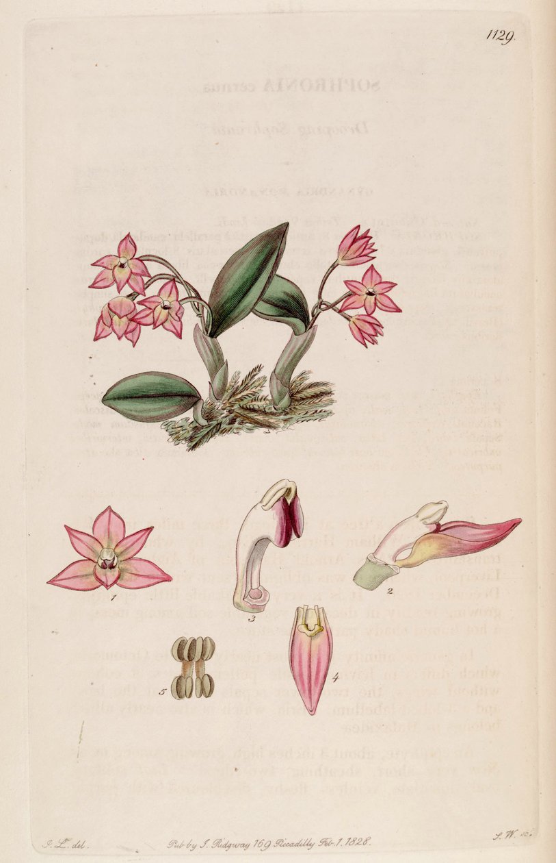 Illustration of Sophronitis cernua (as syn. Sophronia cernua) by J. L.