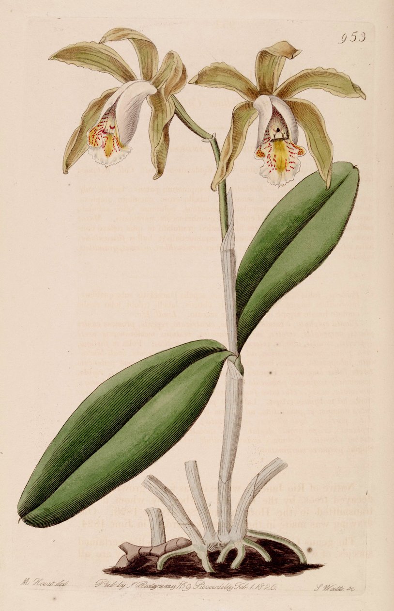 Cattleya forbesii çizimi by Jams  Watts