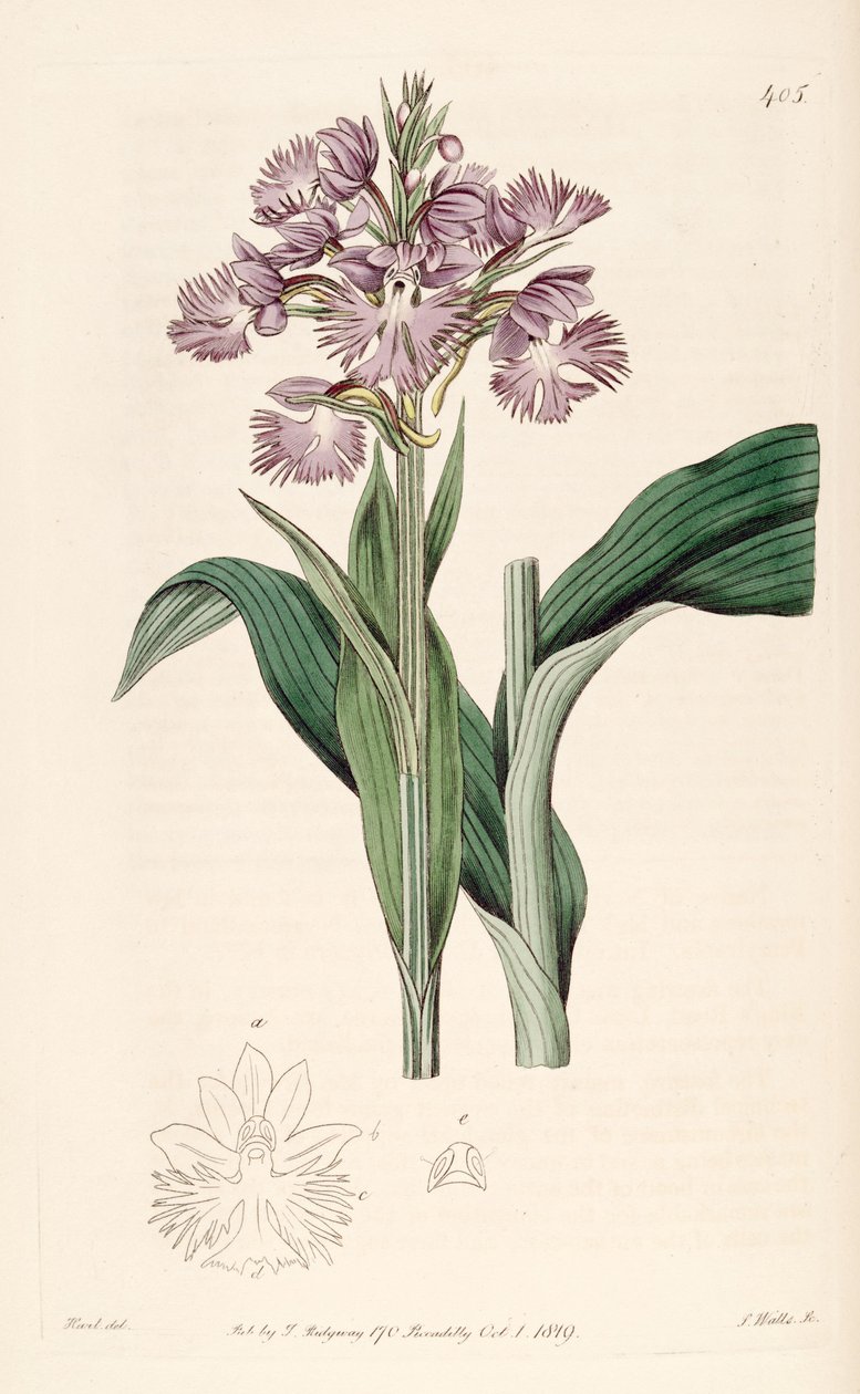 Platanthera grandiflora