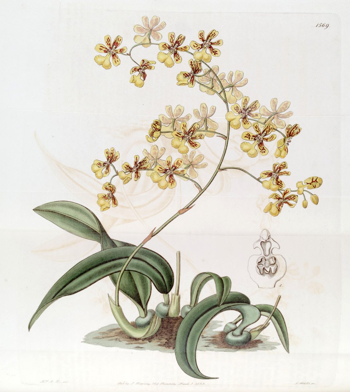 Oncidium auricula or Oncidium harrisonianum by Jams  Watts