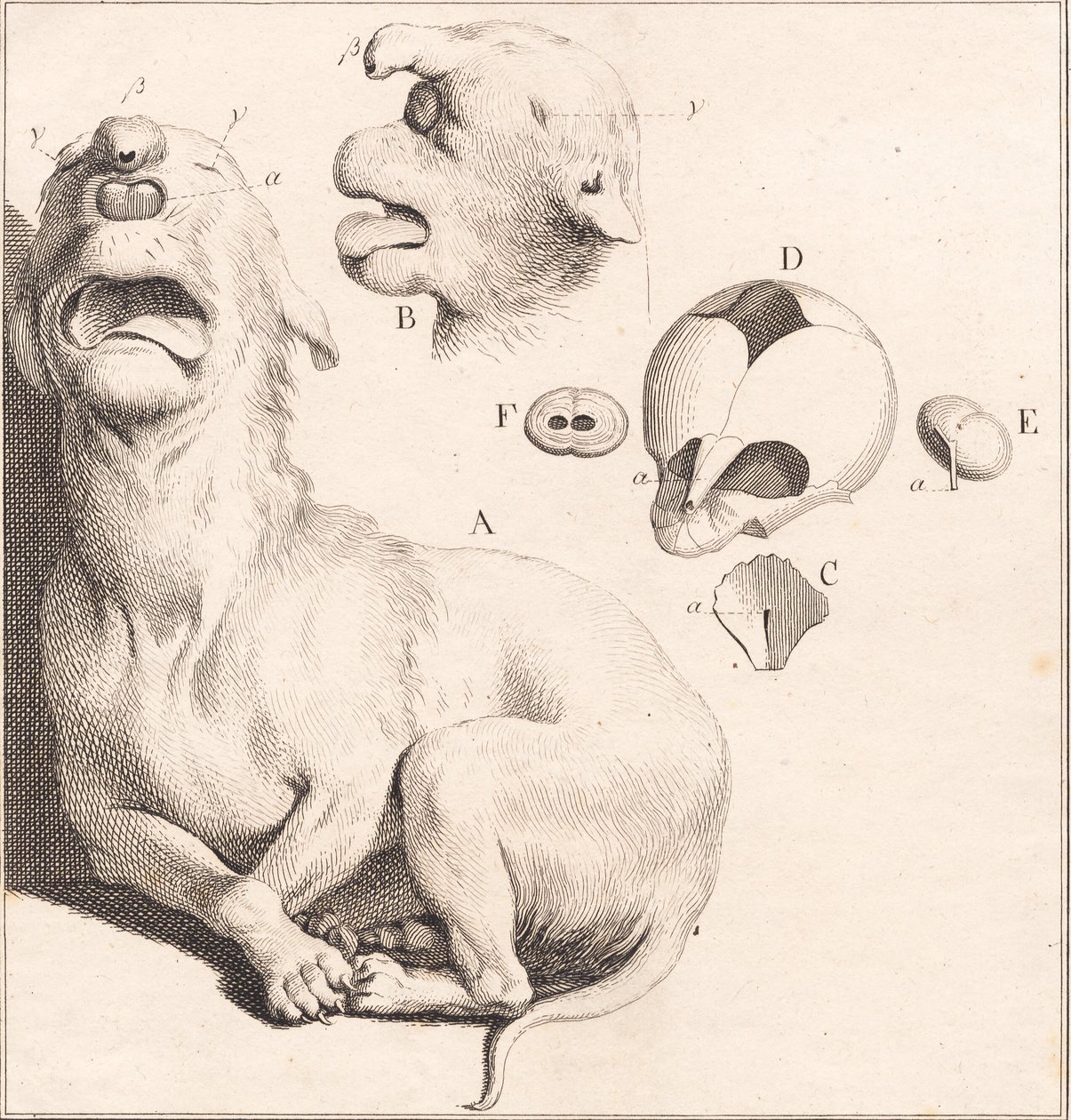 Bir köpek yavrusu ucube by J.F. Clemens