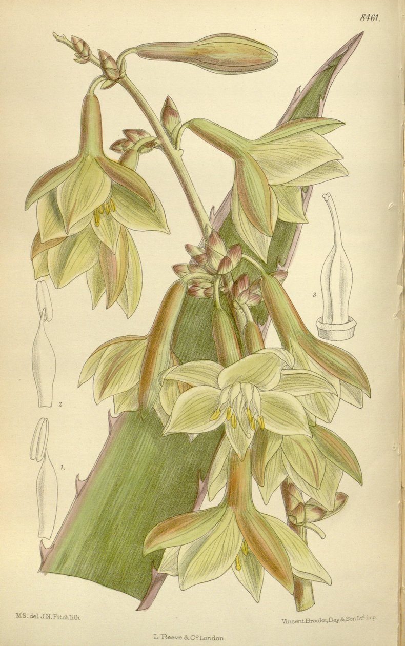 Furcraea elegans (= Furcraea sıkı), Asparagaceae, Agavoideae by J.N. Fitch