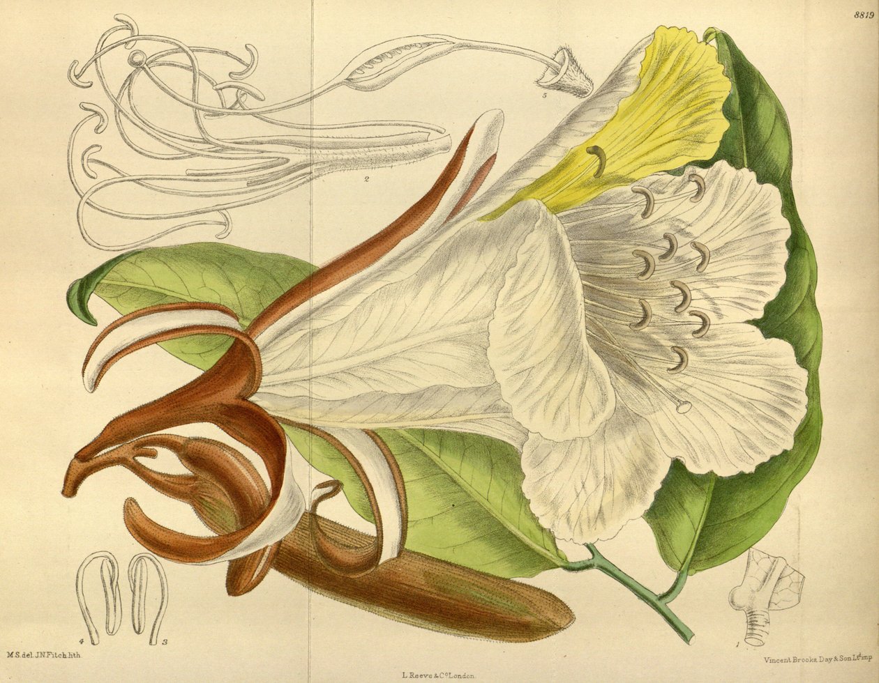 Baikiaea insignis, Baklagiller, Caesalpinioideae by J. N. Fitch
